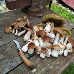 Нож грибника OPINEL №8, нержавеющая сталь, рукоять бук, блистер 001250